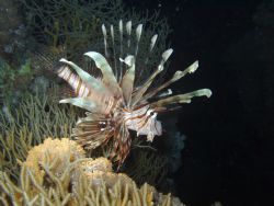 Lion Fish taken in the red sea, Olympus Z50 Zoom by Patrick Sullivan 